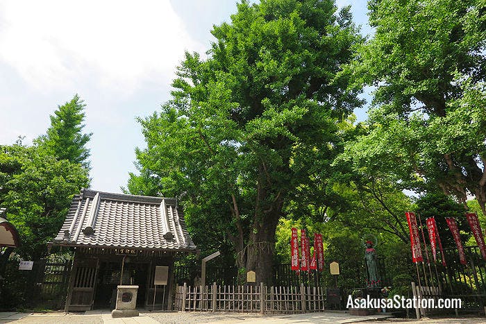 The shrine grounds with the sacred gingko tree in the center
