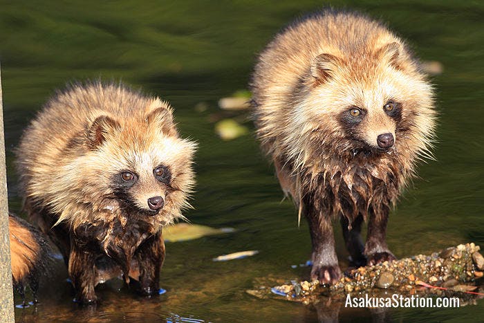 Tanuki are sometimes called raccoon dogs, although they are not raccoons, and they are not dogs