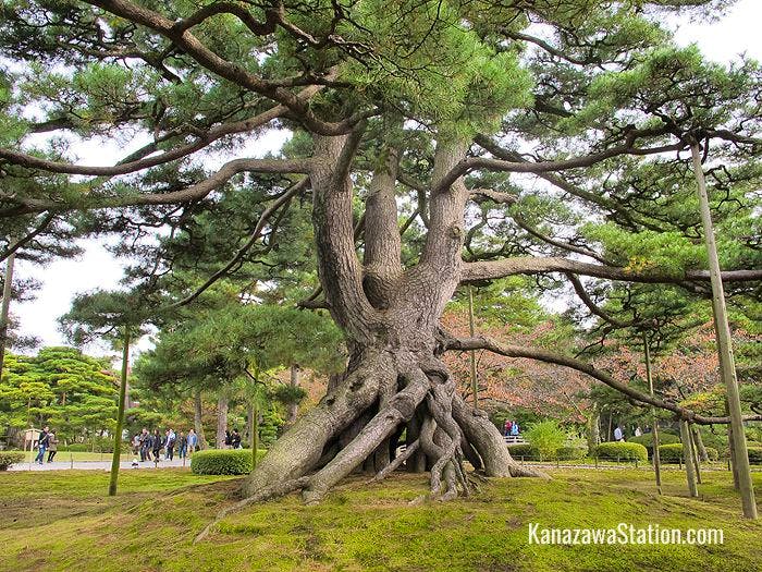 The dynamic form of the neagari matsu pine tree