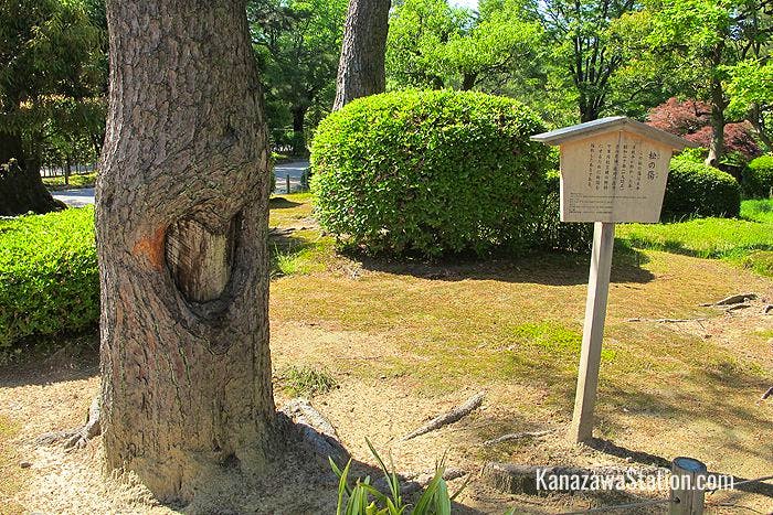 Matsu-no-kizu - the scarred pine