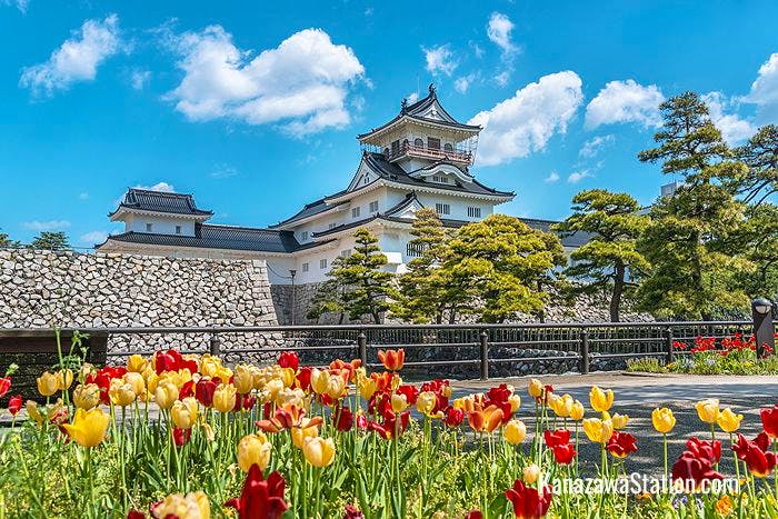 Blooming tulips at Toyama Castle