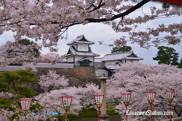 Kanazawa Castle in sakura season
