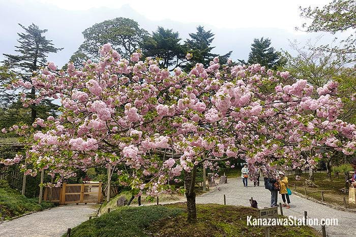 Cherry blossoms at Kenrokuen Garden
