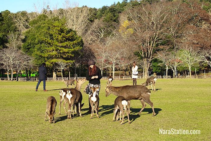 Remember never to run away from the deer of Nara Park or they will think you really have something tasty!