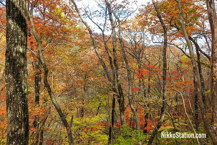 Kirifuri Falls – Nikko Station