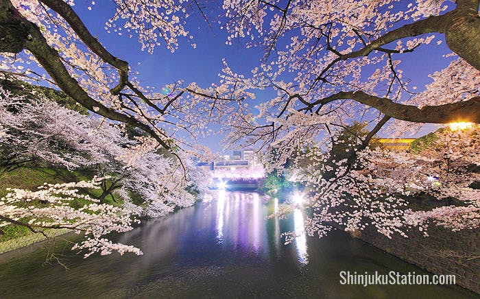 The Chidorigafuchi moat explodes with cherry blossoms in springtime