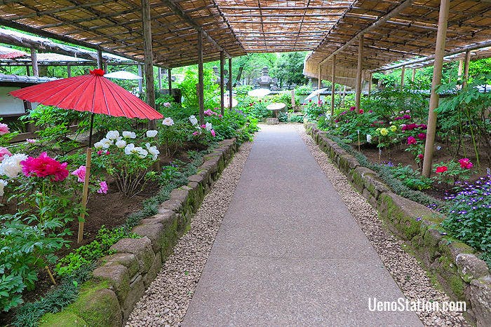 Inside Ueno Toshogu’s peony garden