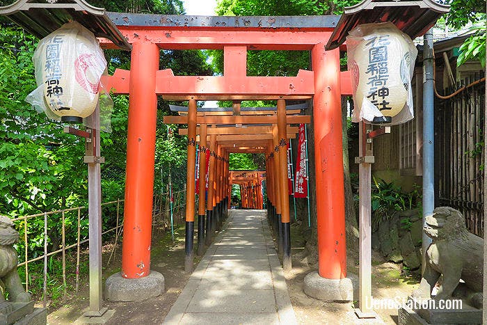 The torii gates of Hanazono Inari Shrine