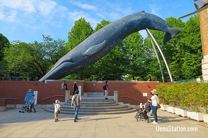 The blue whale makes a dramatic impression at the front of the museum