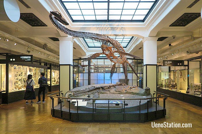 A reconstructed Futabasaurus skeleton. Fossils of this dinosaur were first discovered by a high school boy in Fukushima in 1968