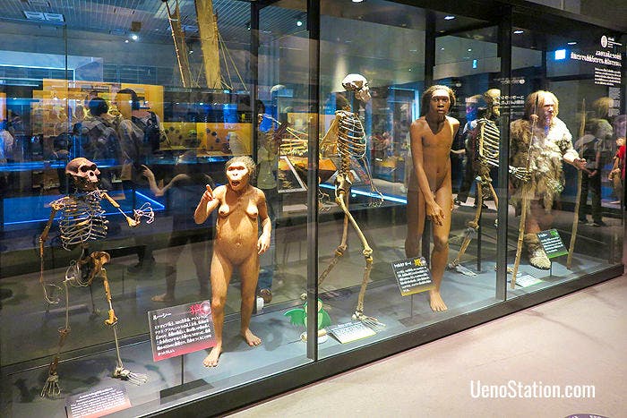 Exhibits depicting the evolution of human beings