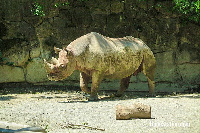 An Eastern Black Rhinoceros in the African Animals section