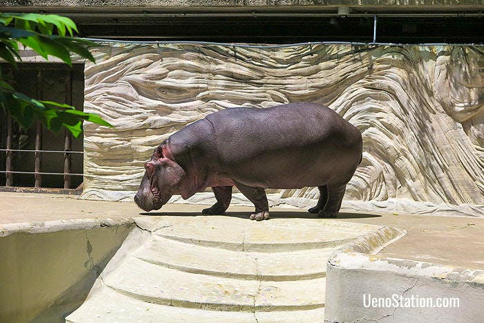 The Ueno Zoo has succeeded in breeding rare pygmy hippos
