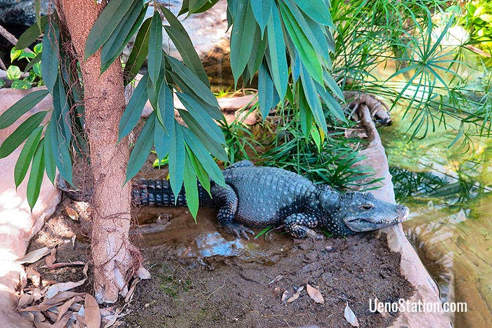 A West African Dwarf Crocodile in the Vivarium