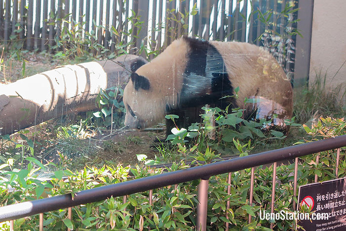 Ueno Zoo – Ueno Station